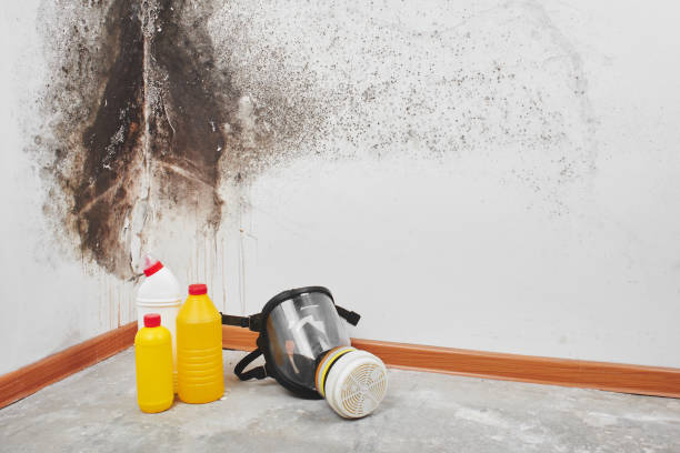 Best Mold Remediation for Specific Building Types in Piketon, OH