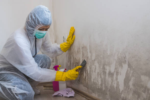 Best Insurance-Related Mold Remediation in Piketon, OH
