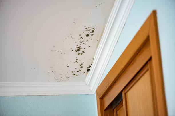Professional Mold Remediation in Piketon, OH