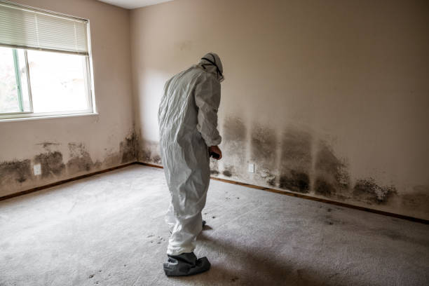Best Attic Mold Remediation in Piketon, OH