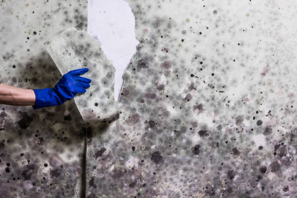 Best Localized Mold Remediation (e.g., coastal areas, humid climates) in Piketon, OH