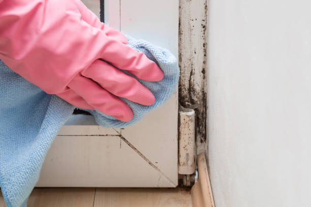 Best White Mold Remediation in Piketon, OH